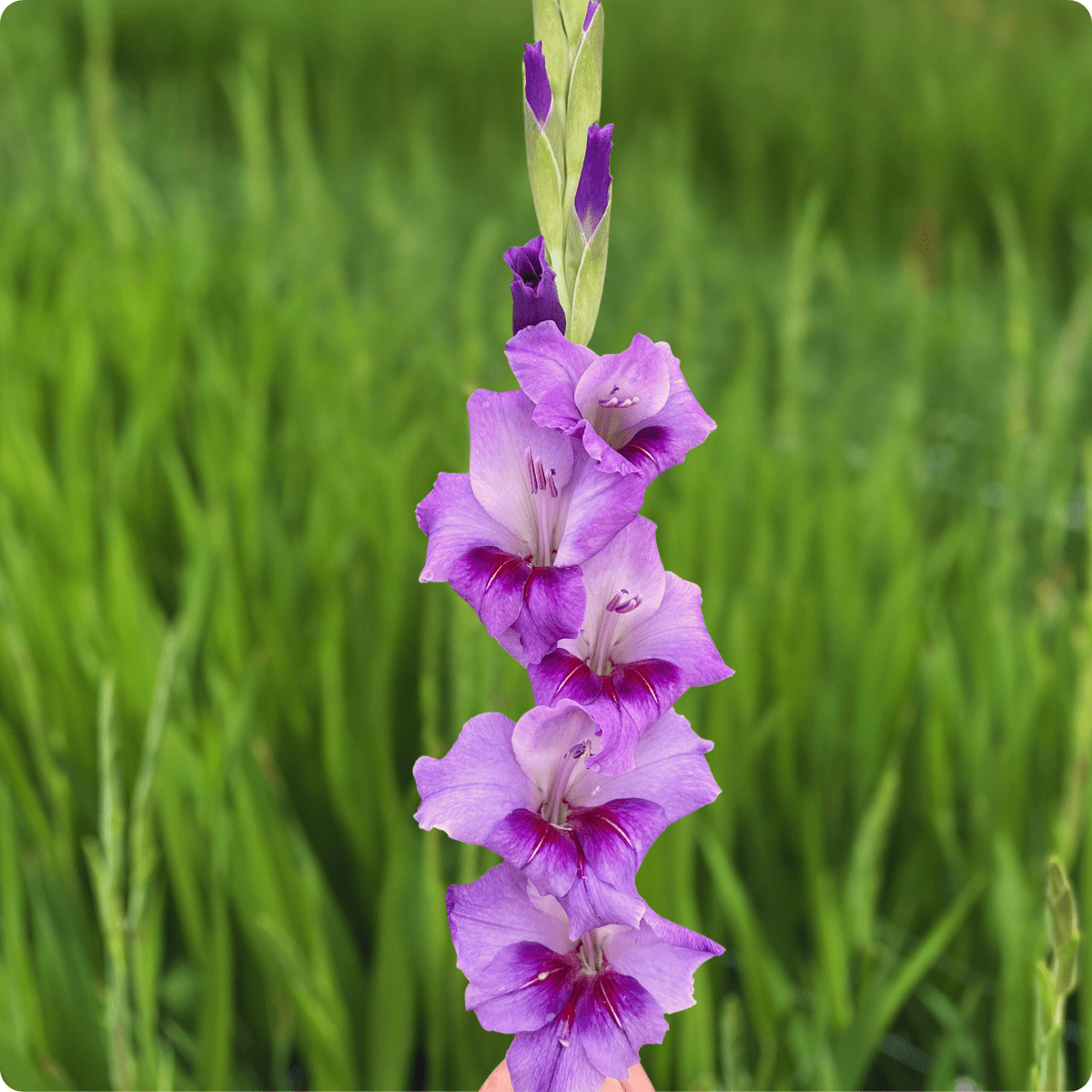 Purple Party Gladiolus Corms (Pack of 10) Sword Lily - Love Dahlias - south - africa - flower - bulbs