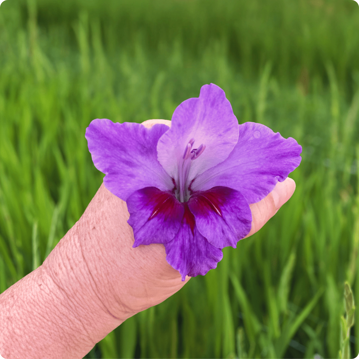 Purple Party Gladiolus Corms (Pack of 10) Sword Lily - Love Dahlias - south - africa - flower - bulbs