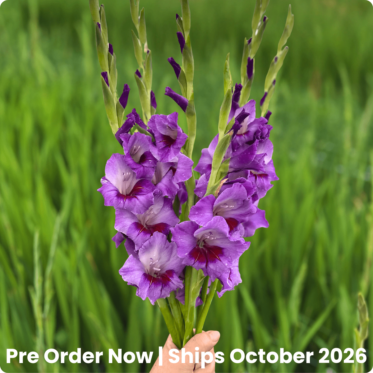 Purple Party Gladiolus Corms (Pack of 10) Sword Lily - Love Dahlias - south - africa - flower - bulbs