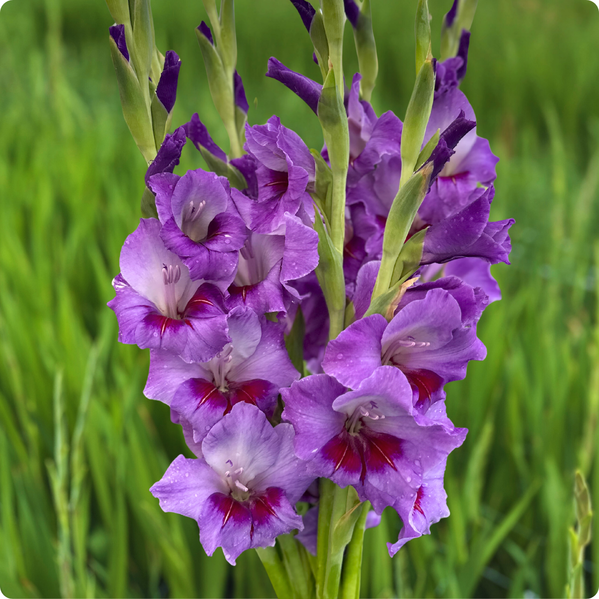 Purple Party Gladiolus (Pack of 10) Sword Lily - Love Dahlias - south - africa - flower - bulbs