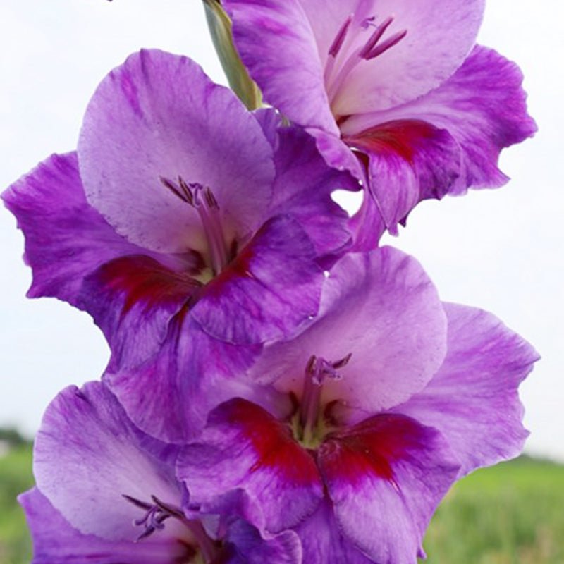 Purple Party Gladiolus (Pack of 12) Sword Lily - Love Dahlias - south - africa - flower - bulbs