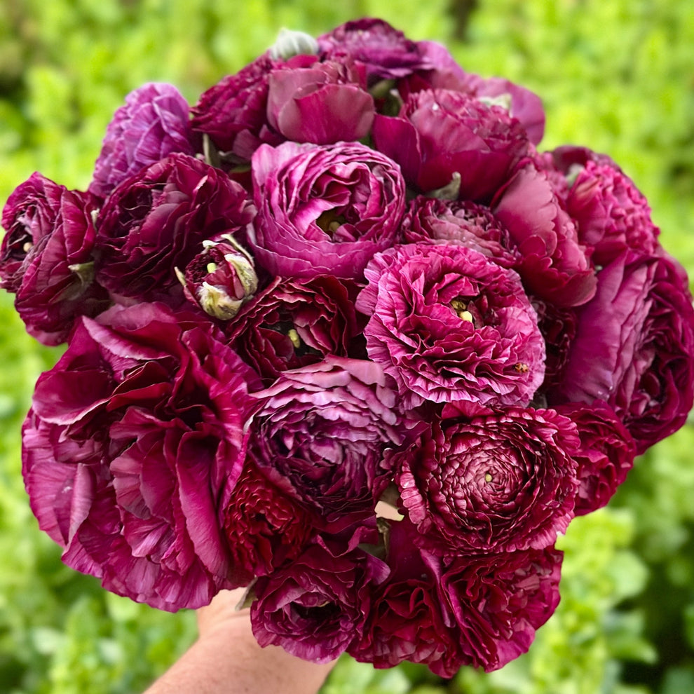 Purple Plum Ruffles Ranunculus Corms (Pack of 20) – Love Dahlias