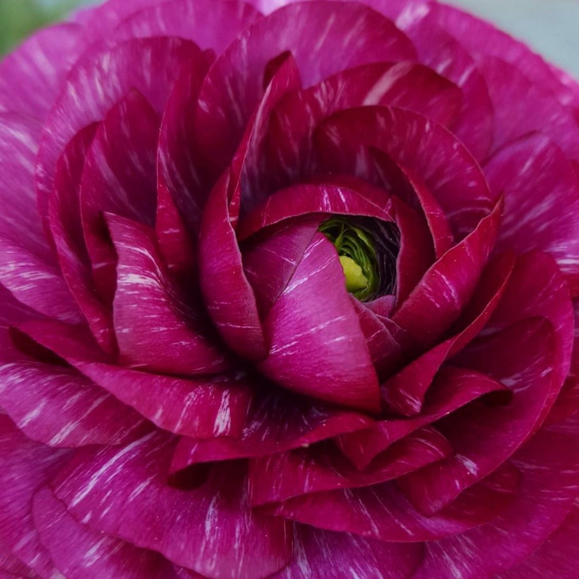 Purple Plum Ruffles Ranunculus Corms (Pack of 20) - Love Dahlias - south - africa - flower - bulbs