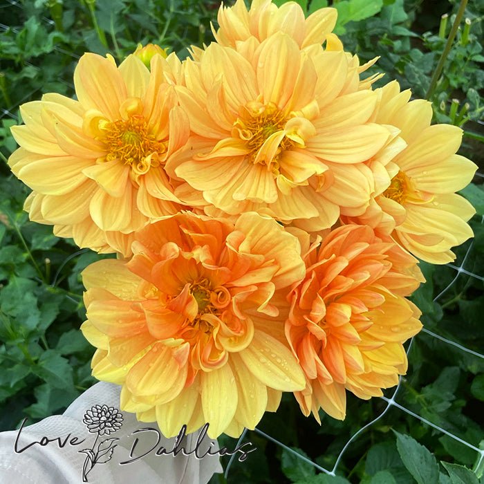 Rancho Dahlia Tuber - Love Dahlias - south - africa - flower - bulbs