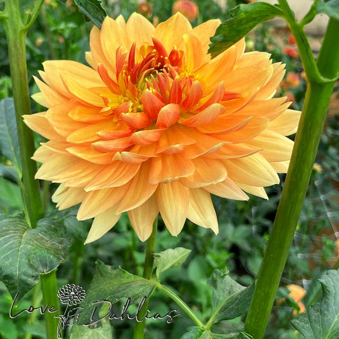 Rancho Dahlia Tuber - Love Dahlias - south - africa - flower - bulbs
