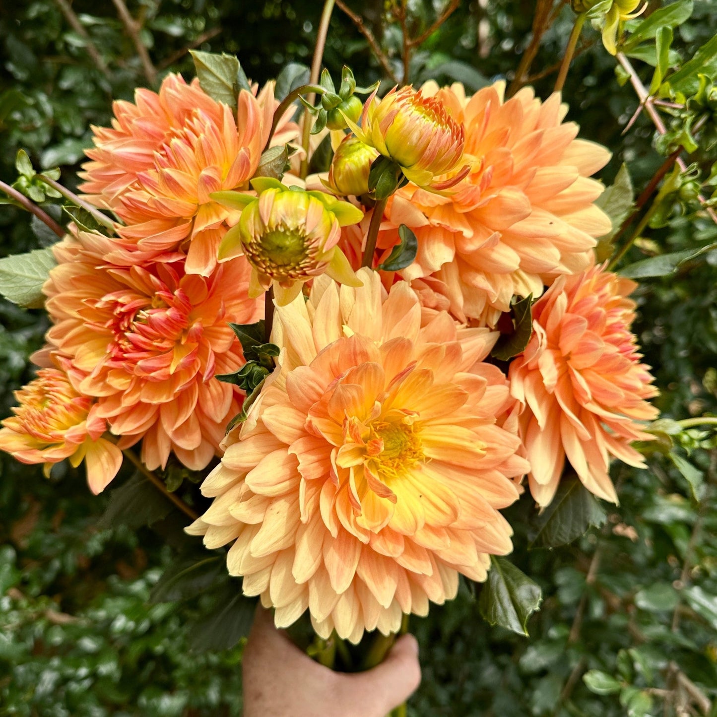 Rancho Dahlia Tuber - Love Dahlias - south - africa - flower - bulbs