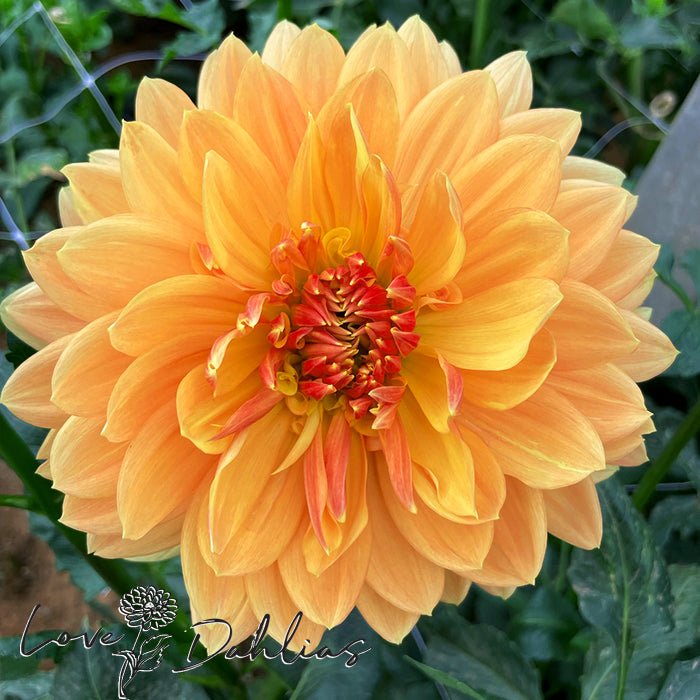 Rancho Dahlia Tuber - Love Dahlias - south - africa - flower - bulbs