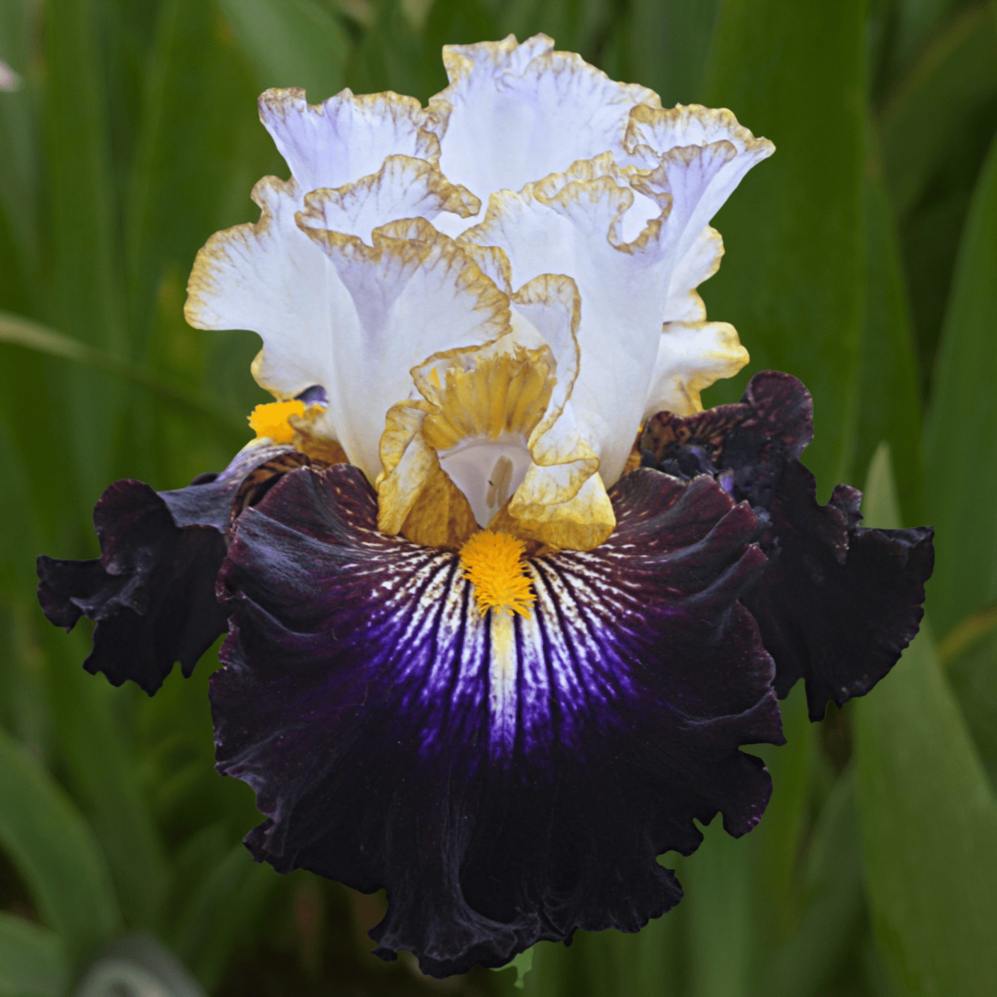 Reckless Child Bearded Iris (Coming in 2028) - Love Dahlias - south - africa - flower - bulbs