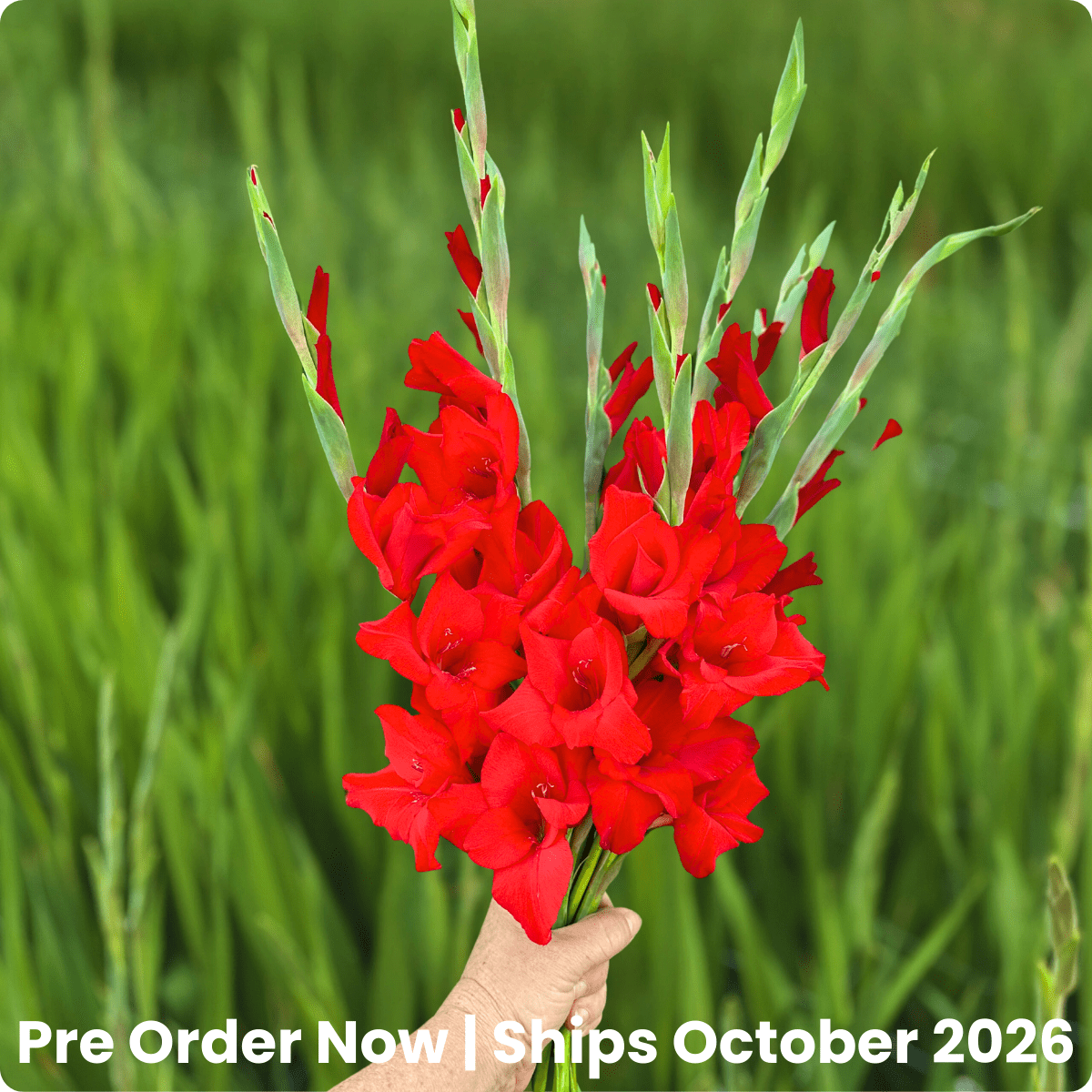 Red Balance Gladiolus Corms (Pack of 10) Sword Lily - Love Dahlias - south - africa - flower - bulbs
