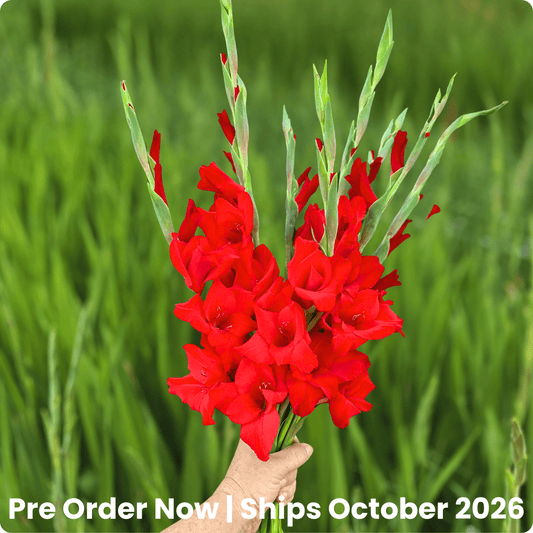Red Balance Gladiolus Corms (Pack of 10) Sword Lily - Love Dahlias - south - africa - flower - bulbs