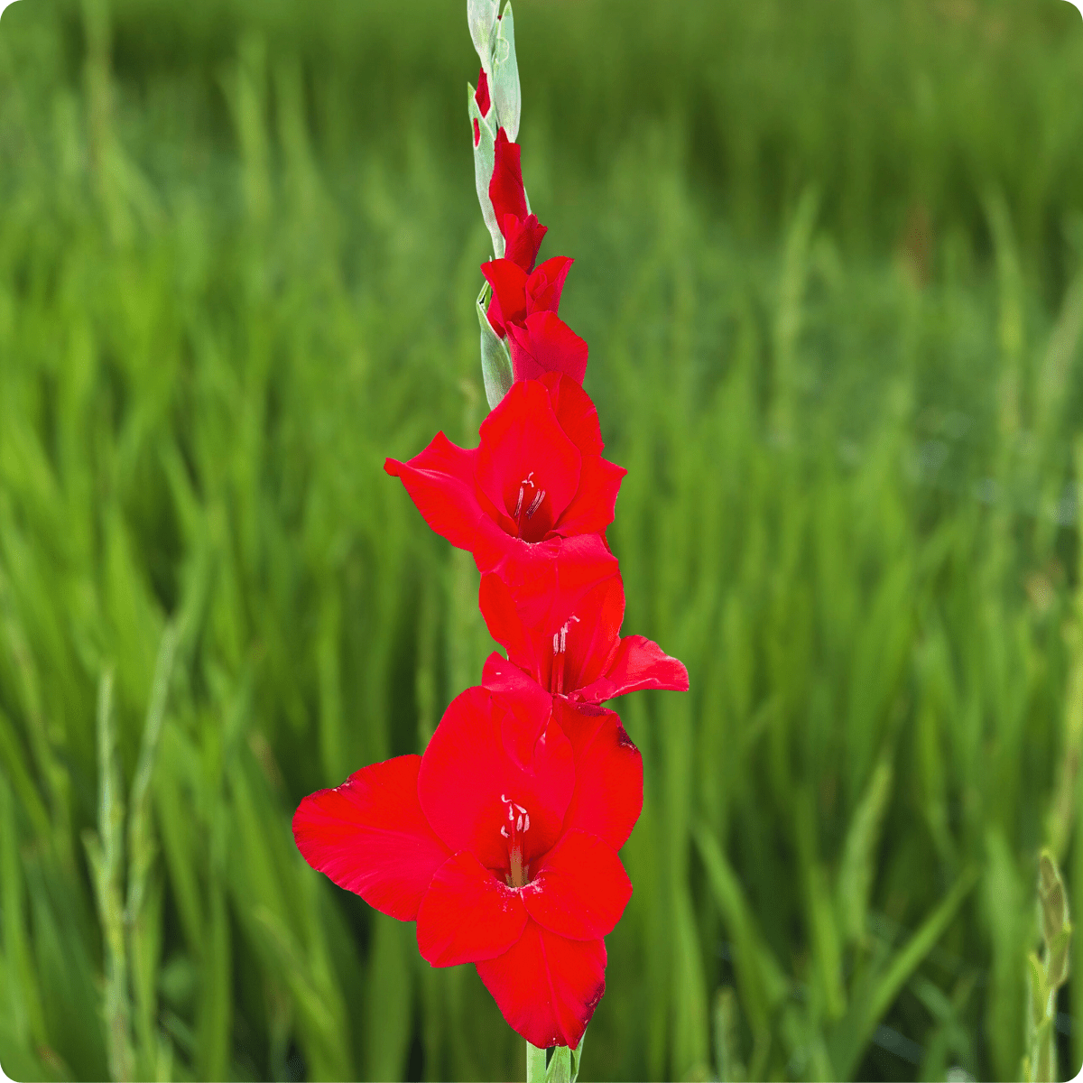 Red Balance Gladiolus Corms (Pack of 10) Sword Lily - Love Dahlias - south - africa - flower - bulbs