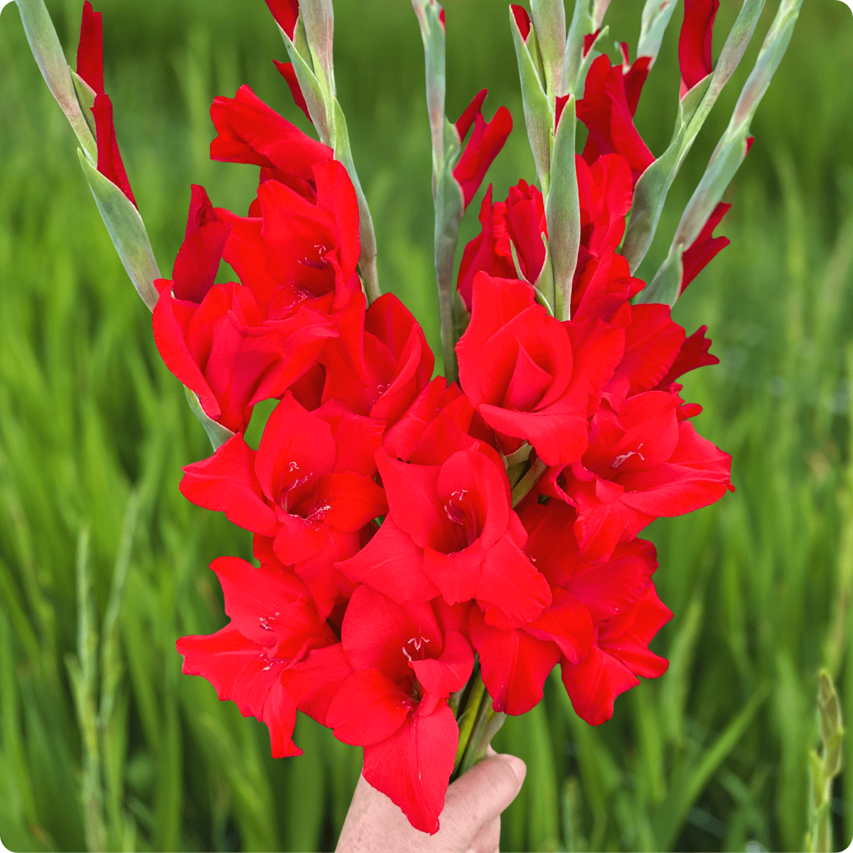 Red Balance Gladiolus Corms (Pack of 10) Sword Lily - Love Dahlias - south - africa - flower - bulbs