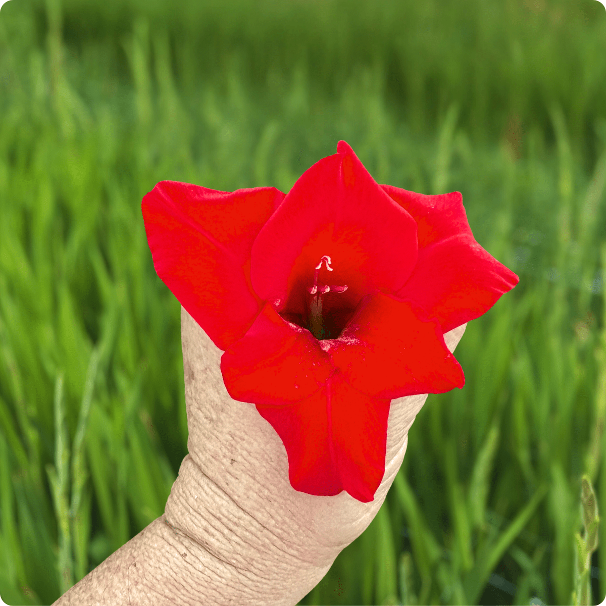 Red Balance Gladiolus Corms (Pack of 10) Sword Lily - Love Dahlias - south - africa - flower - bulbs