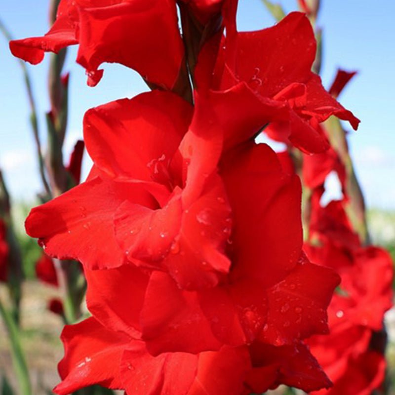 Red Balance Gladiolus (Pack of 12) Sword Lily - Love Dahlias - south - africa - flower - bulbs
