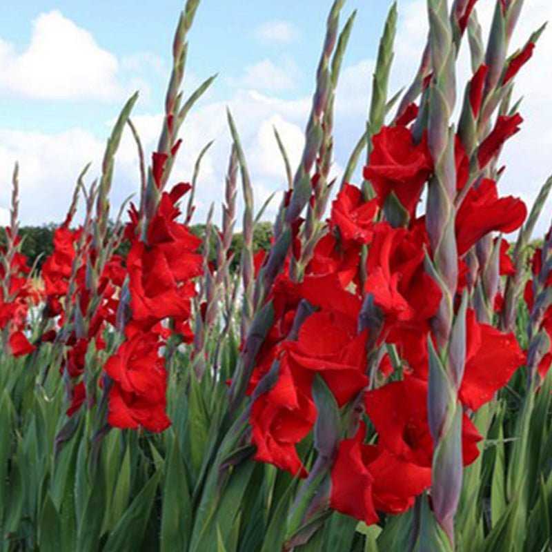 Red Balance Gladiolus (Pack of 12) Sword Lily - Love Dahlias - south - africa - flower - bulbs