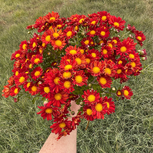 Red Daisy Heirloom Chrysanthemum | South Africa - Love Dahlias - south - africa - flower - bulbs