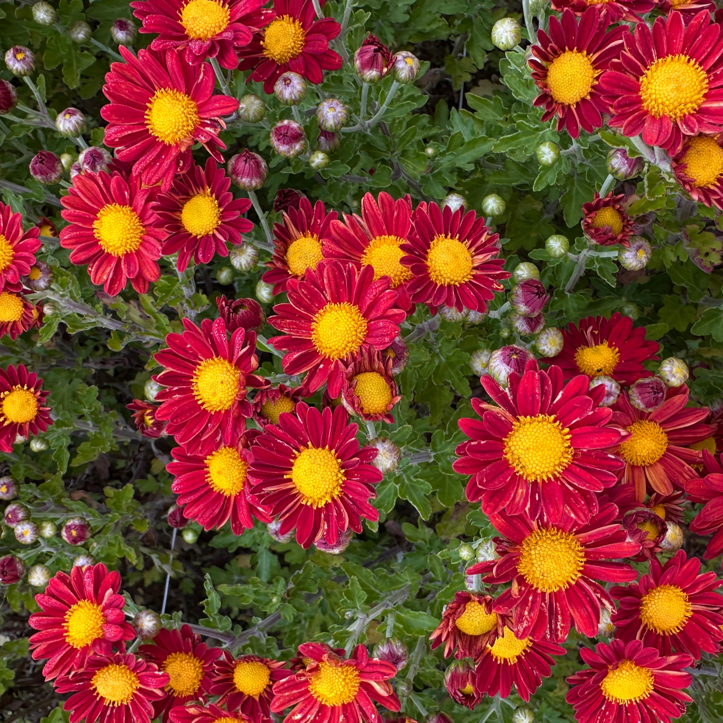 Red Daisy Heirloom Chrysanthemum | South Africa - Love Dahlias - south - africa - flower - bulbs