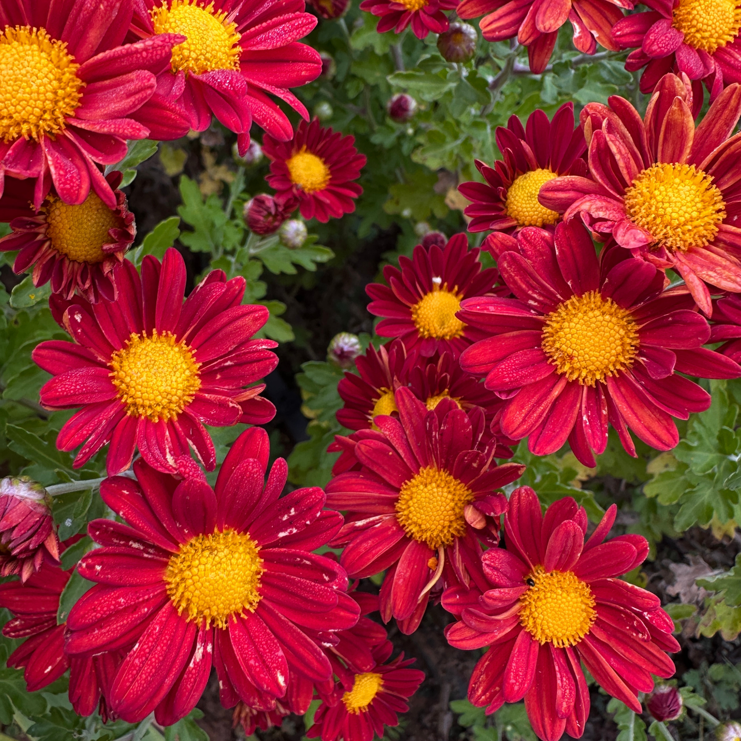 Red Daisy Heirloom Chrysanthemum | South Africa - Love Dahlias - south - africa - flower - bulbs