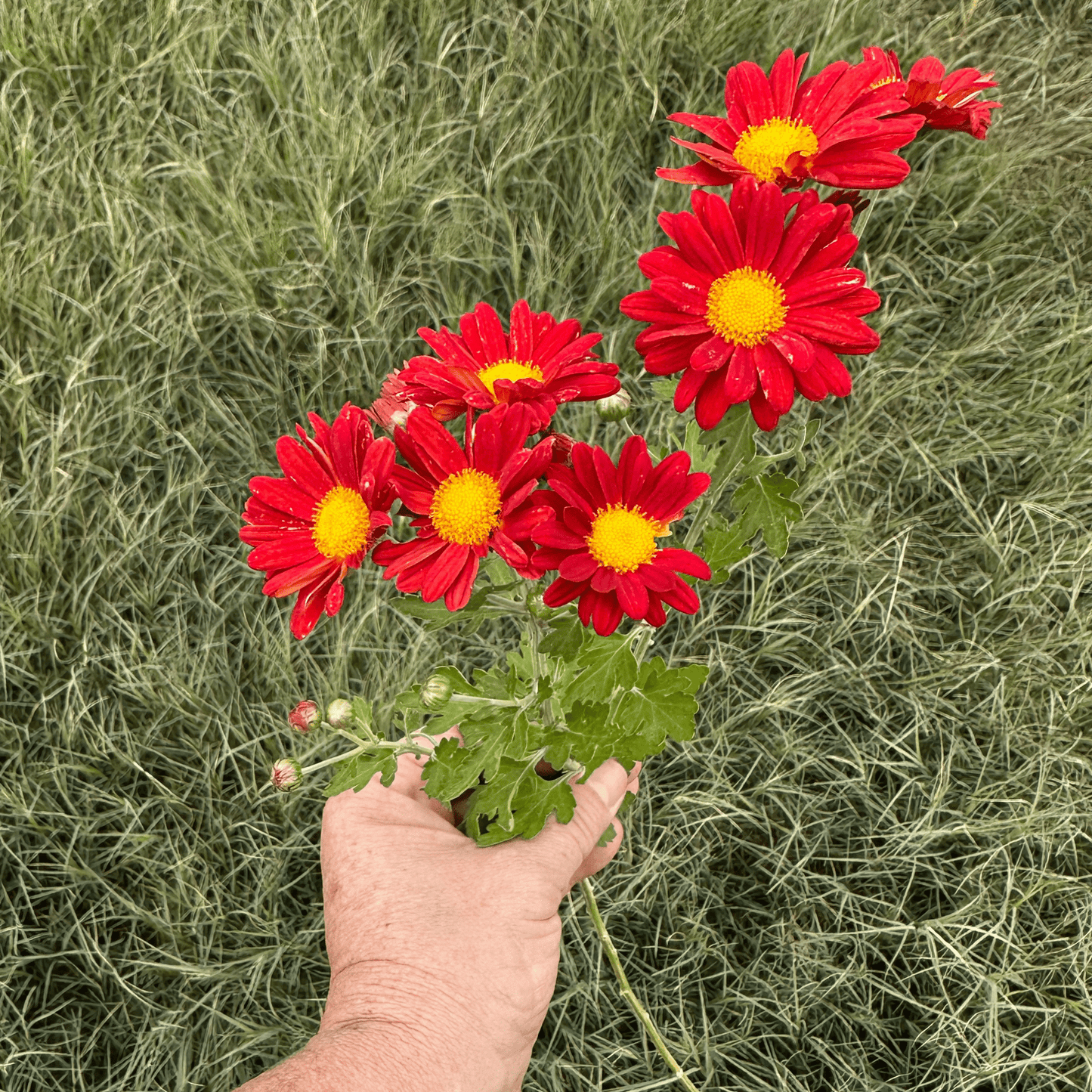 Red Daisy Heirloom Chrysanthemum | South Africa - Love Dahlias - south - africa - flower - bulbs