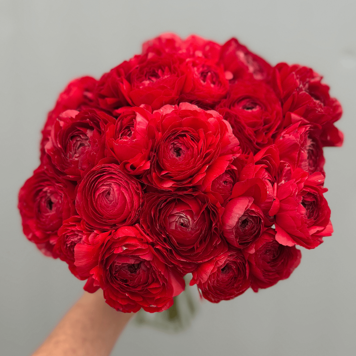 Red Elegantly Double Ranunculus - 10 Corms - Love Dahlias-#south#-#africa#-#flower#-#bulbs#