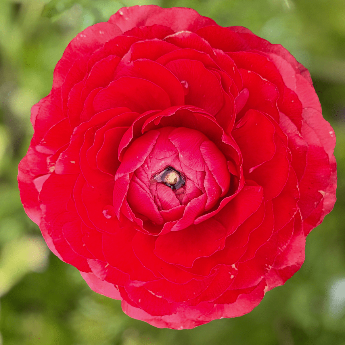 Red Elegantly Double Ranunculus - 10 Corms - Love Dahlias-#south#-#africa#-#flower#-#bulbs#