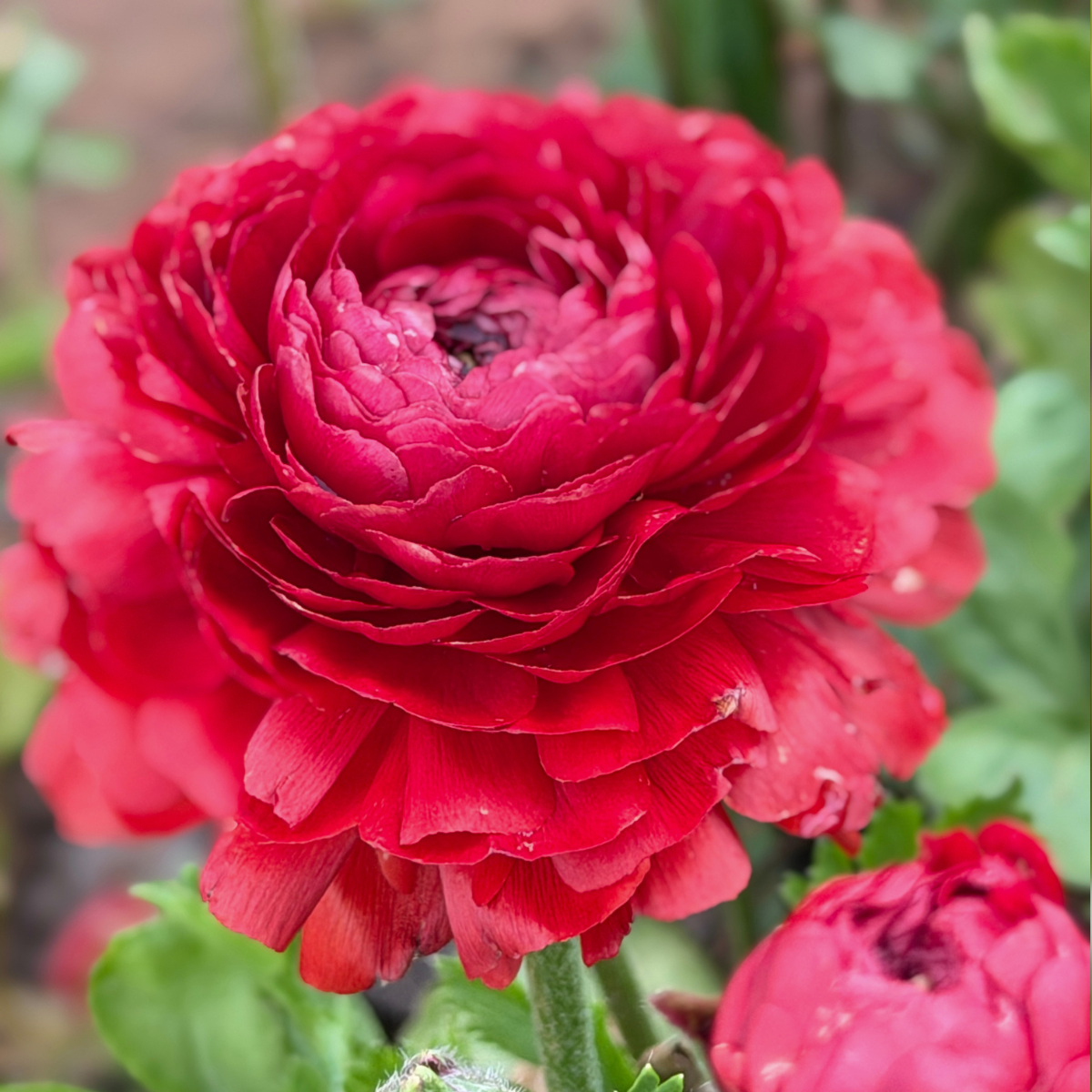 Red Elegantly Double Ranunculus - 10 Corms - Love Dahlias-#south#-#africa#-#flower#-#bulbs#