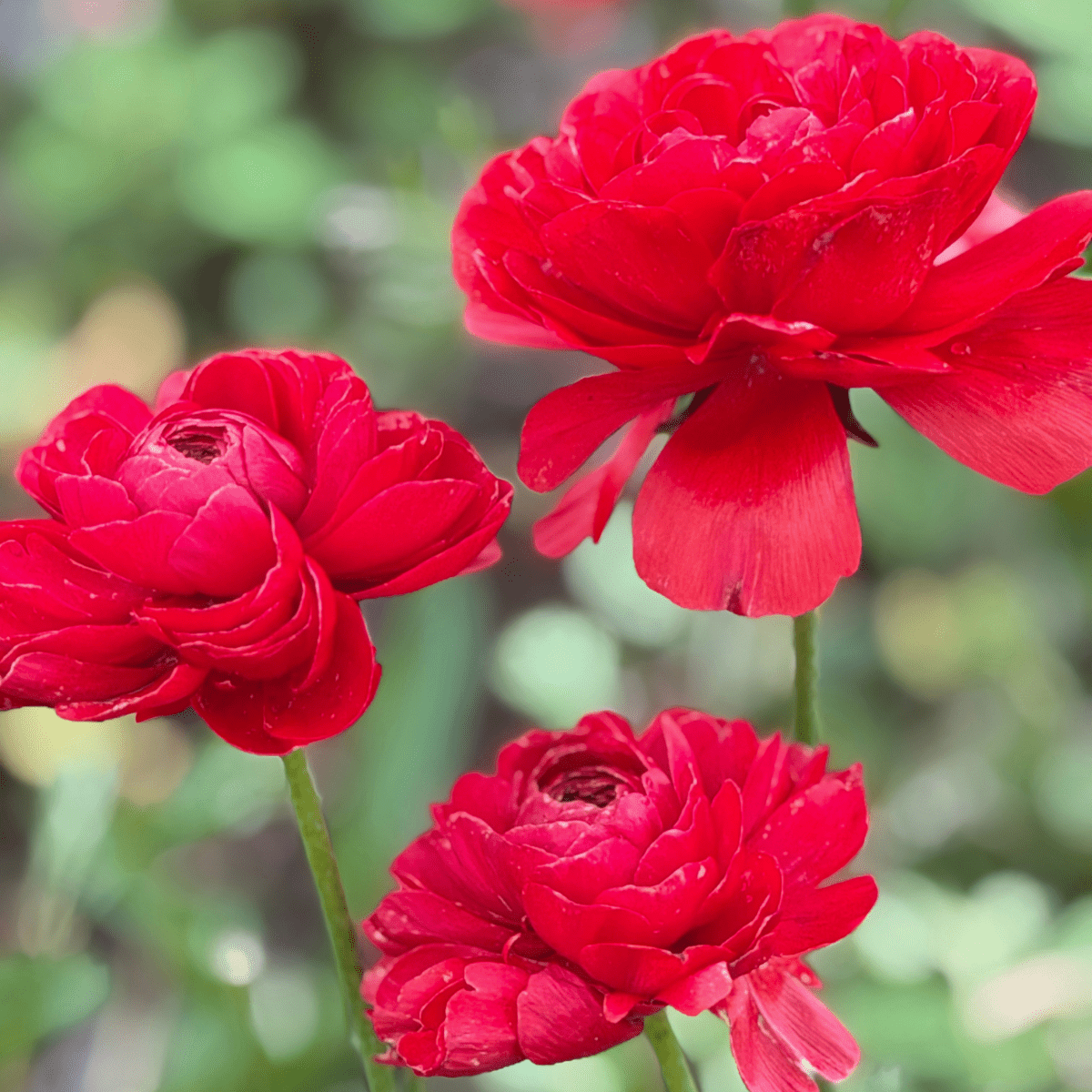 Red Elegantly Double Ranunculus - 10 Corms - Love Dahlias-#south#-#africa#-#flower#-#bulbs#