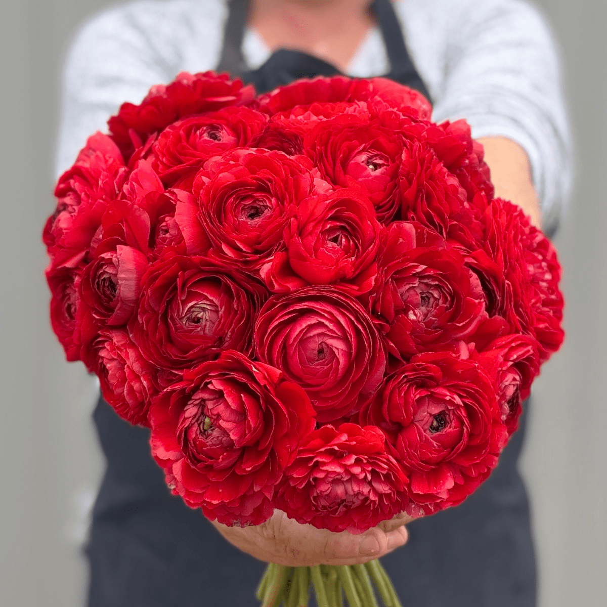 Red Elegantly Double Ranunculus - 10 Corms - Love Dahlias-#south#-#africa#-#flower#-#bulbs#