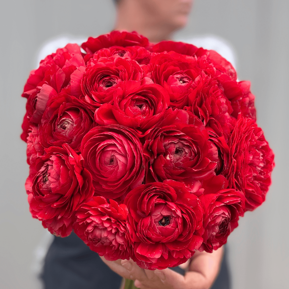 Red Elegantly Double Ranunculus - 10 Corms - Love Dahlias-#south#-#africa#-#flower#-#bulbs#