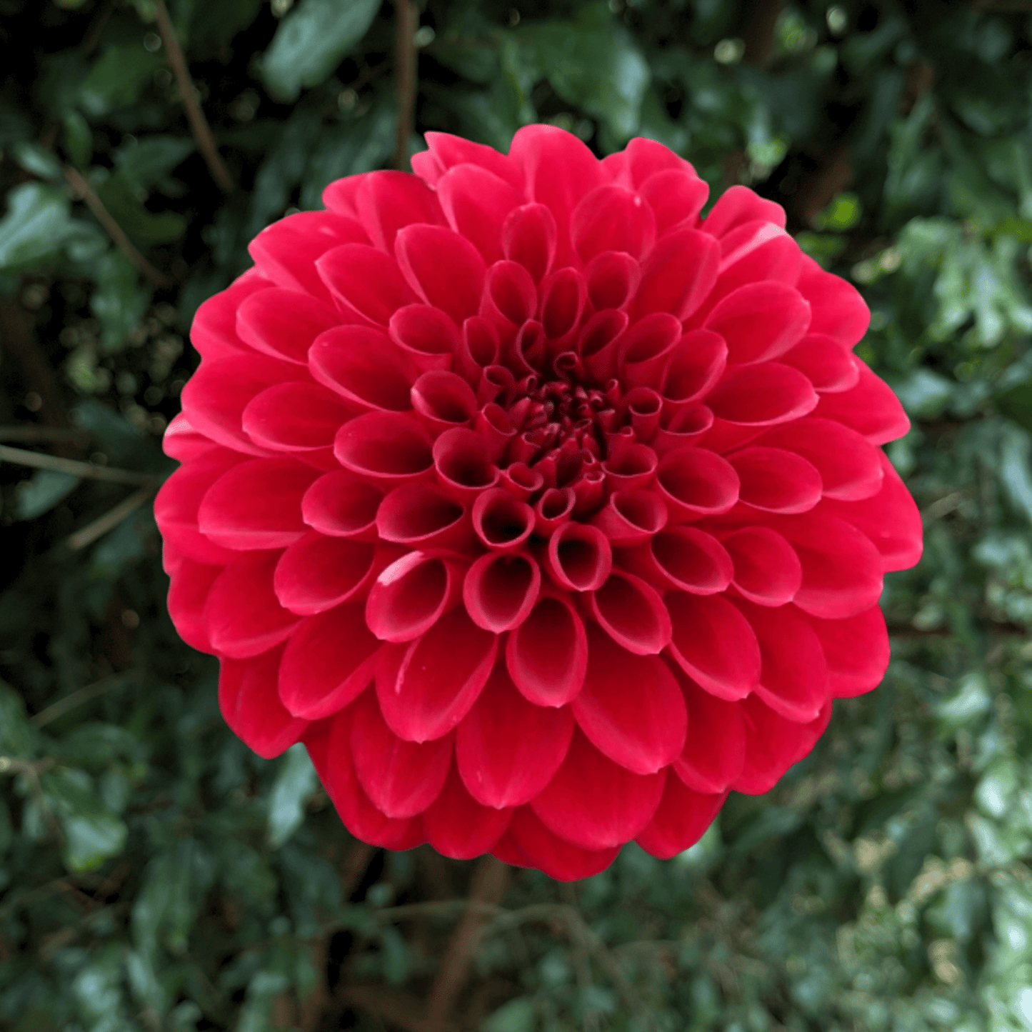 Red Fox Dahlia Tuber | South Africa - Love Dahlias - south - africa - flower - bulbs
