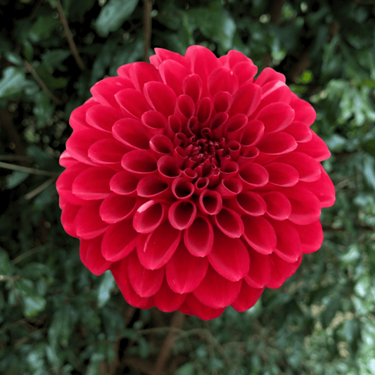 Red Fox Dahlia Tuber | South Africa - Love Dahlias - south - africa - flower - bulbs