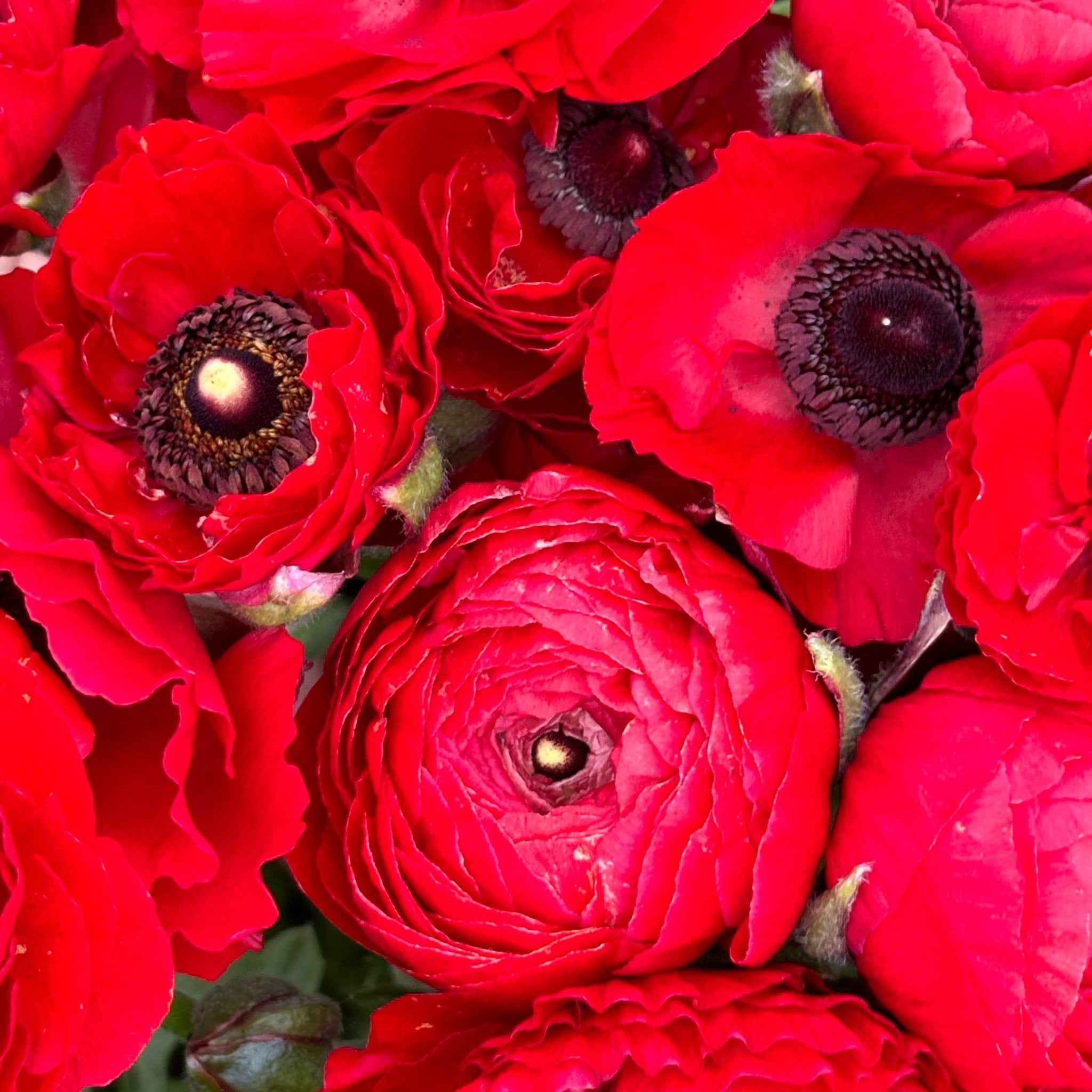 Red Hot Ruffles Ranunculus Corms (Pack of 20) – Love Dahlias