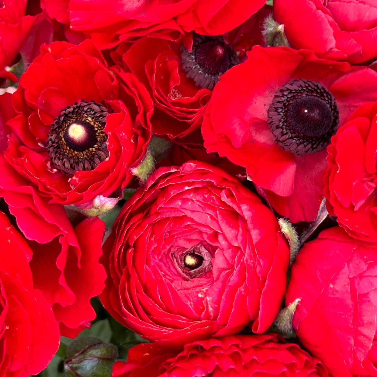 Red Hot Ruffles Ranunculus Corms (Pack of 20) - Love Dahlias - south - africa - flower - bulbs