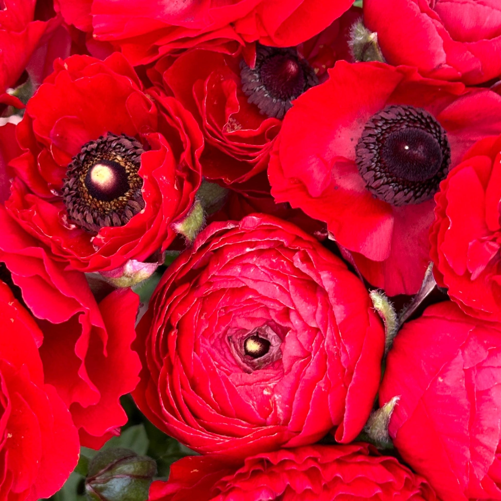 Red Hot Ruffles Ranunculus Corms (Pack of 20) - Love Dahlias - south - africa - flower - bulbs