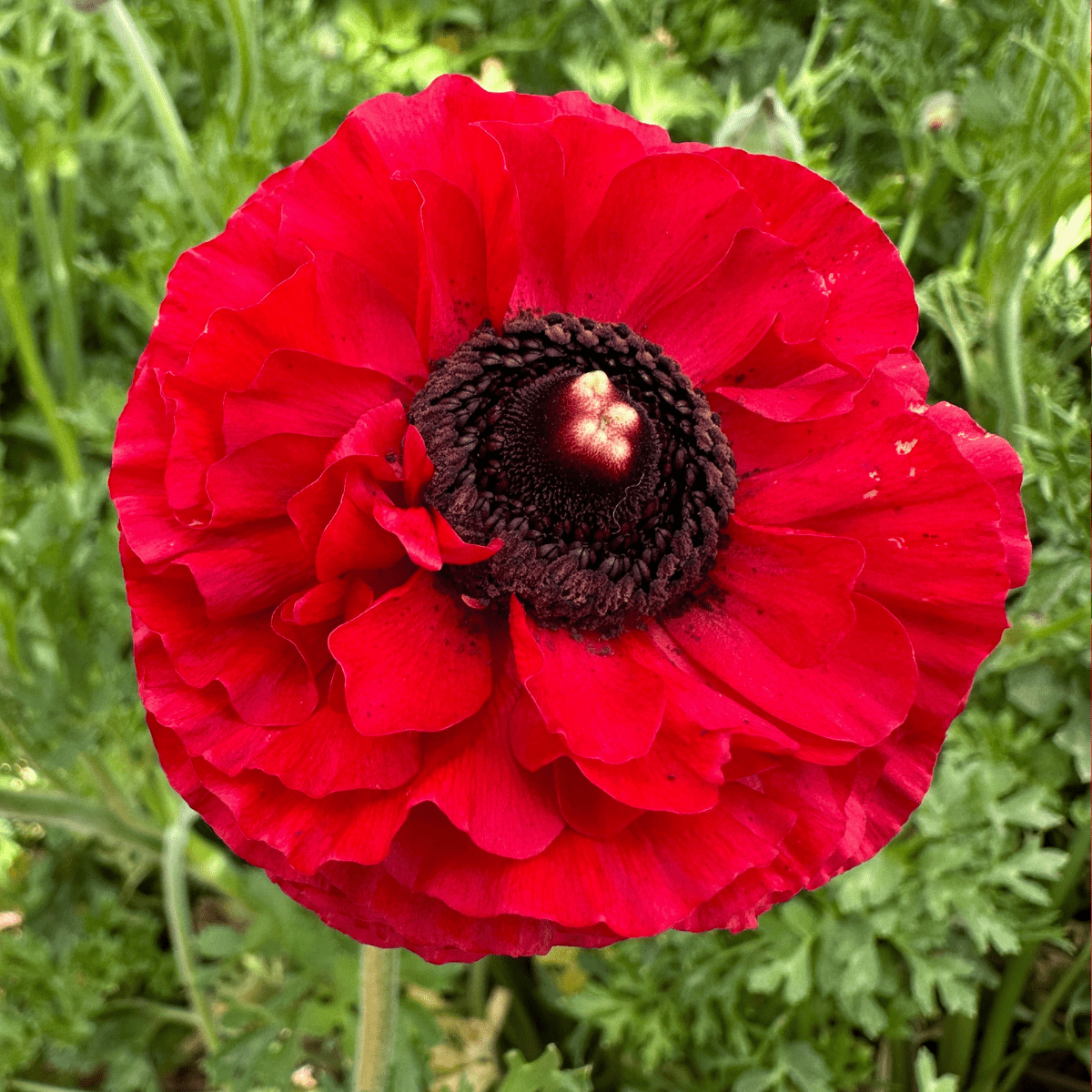 Red Hot Ruffles Ranunculus Corms (Pack of 20) - Love Dahlias-#south#-#africa#-#flower#-#bulbs#