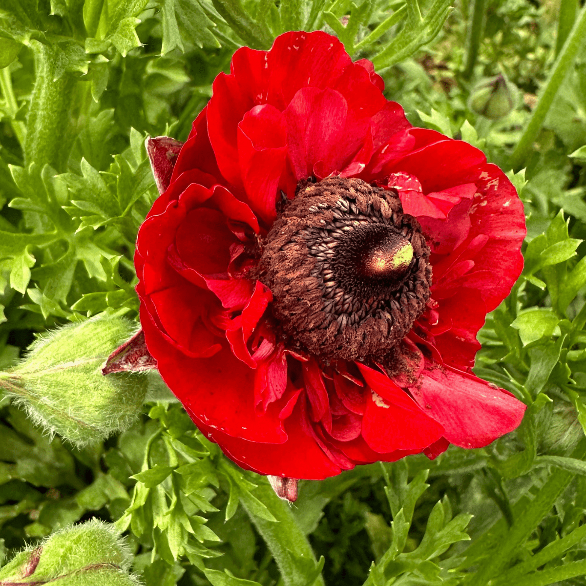Red Hot Ruffles Ranunculus Corms (Pack of 20) - Love Dahlias-#south#-#africa#-#flower#-#bulbs#