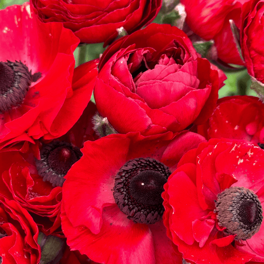 Red Hot Ruffles Ranunculus Corms (Pack of 20) - Love Dahlias-#south#-#africa#-#flower#-#bulbs#