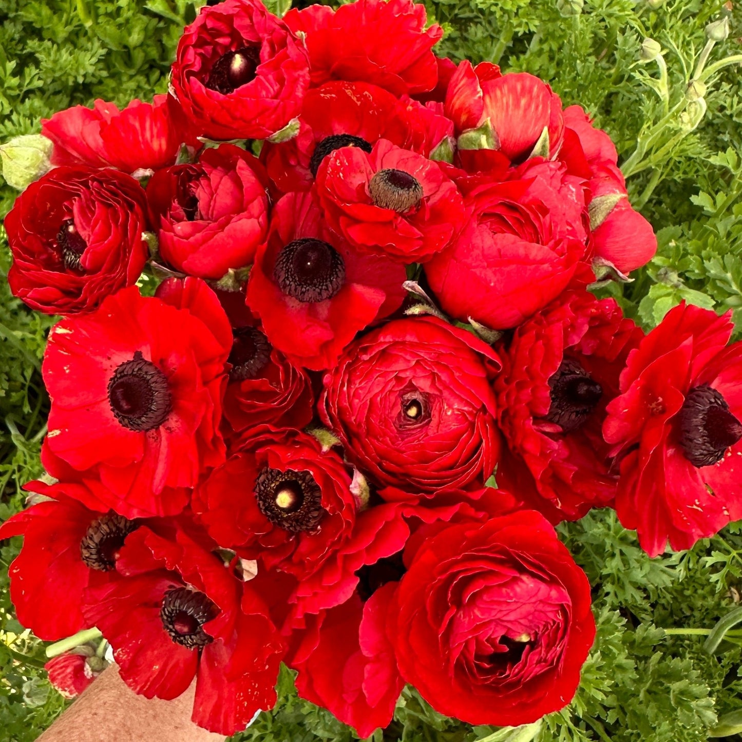 Red Hot Ruffles Ranunculus Corms (Pack of 20) - Love Dahlias - south - africa - flower - bulbs