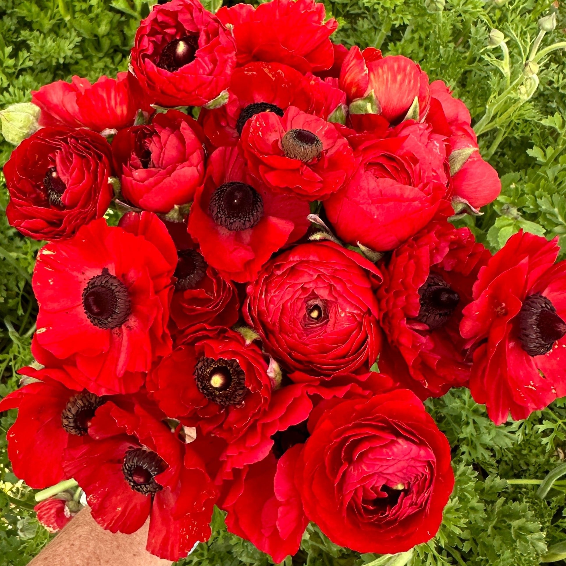 Red Hot Ruffles Ranunculus Corms (Pack of 20) - Love Dahlias - south - africa - flower - bulbs