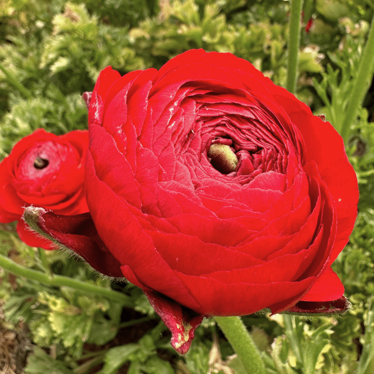 Red Hot Ruffles Ranunculus Corms (Pack of 20) - Love Dahlias-#south#-#africa#-#flower#-#bulbs#