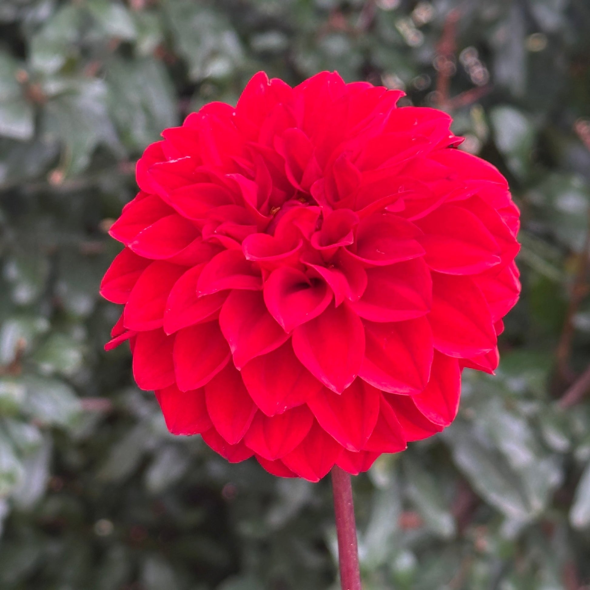 Red Runner Dahlia Tuber - Love Dahlias - south - africa - flower - bulbs