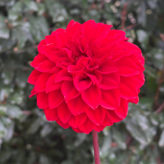 Red Runner Dahlia Tuber - Love Dahlias - south - africa - flower - bulbs