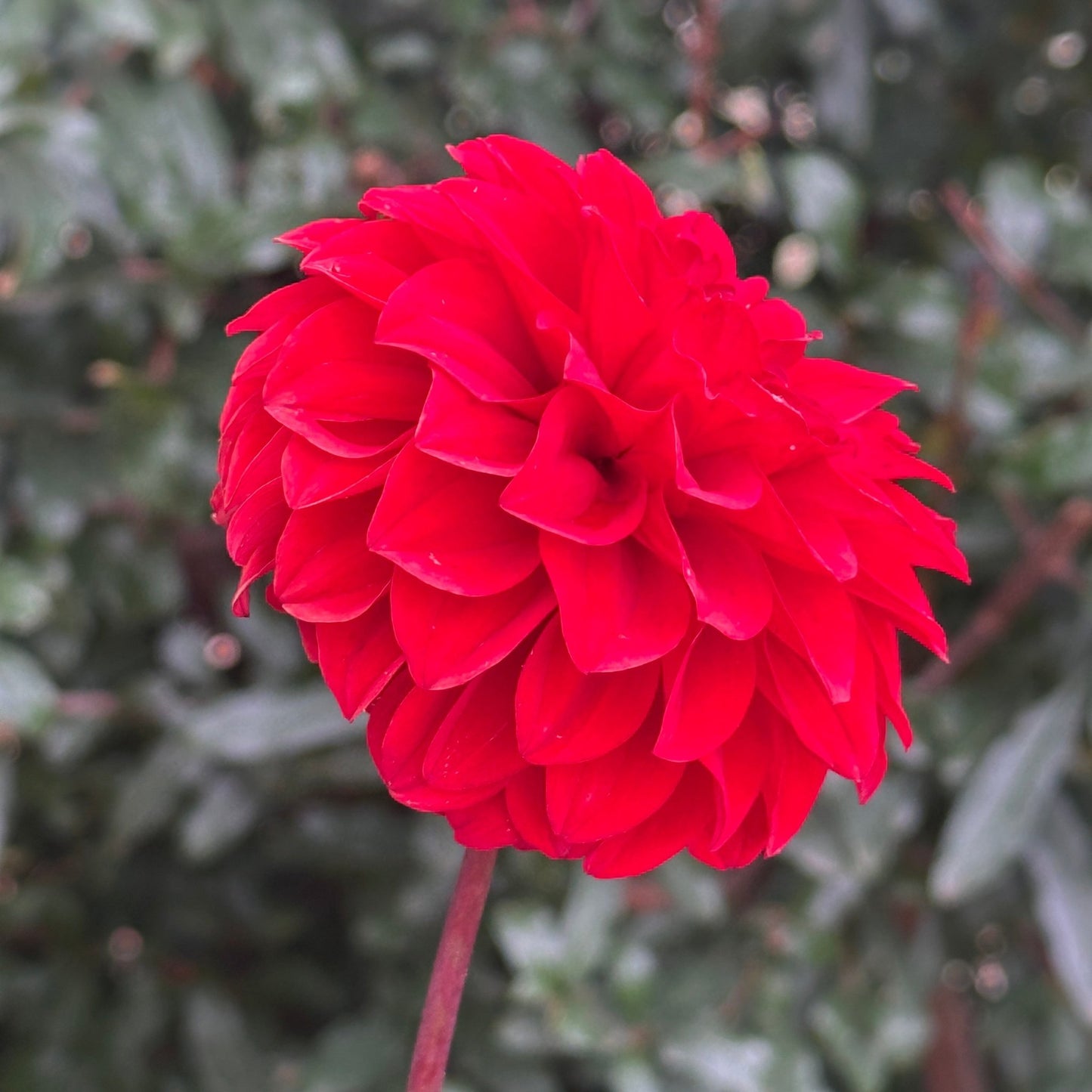 Red Runner Dahlia Tuber - Love Dahlias - south - africa - flower - bulbs