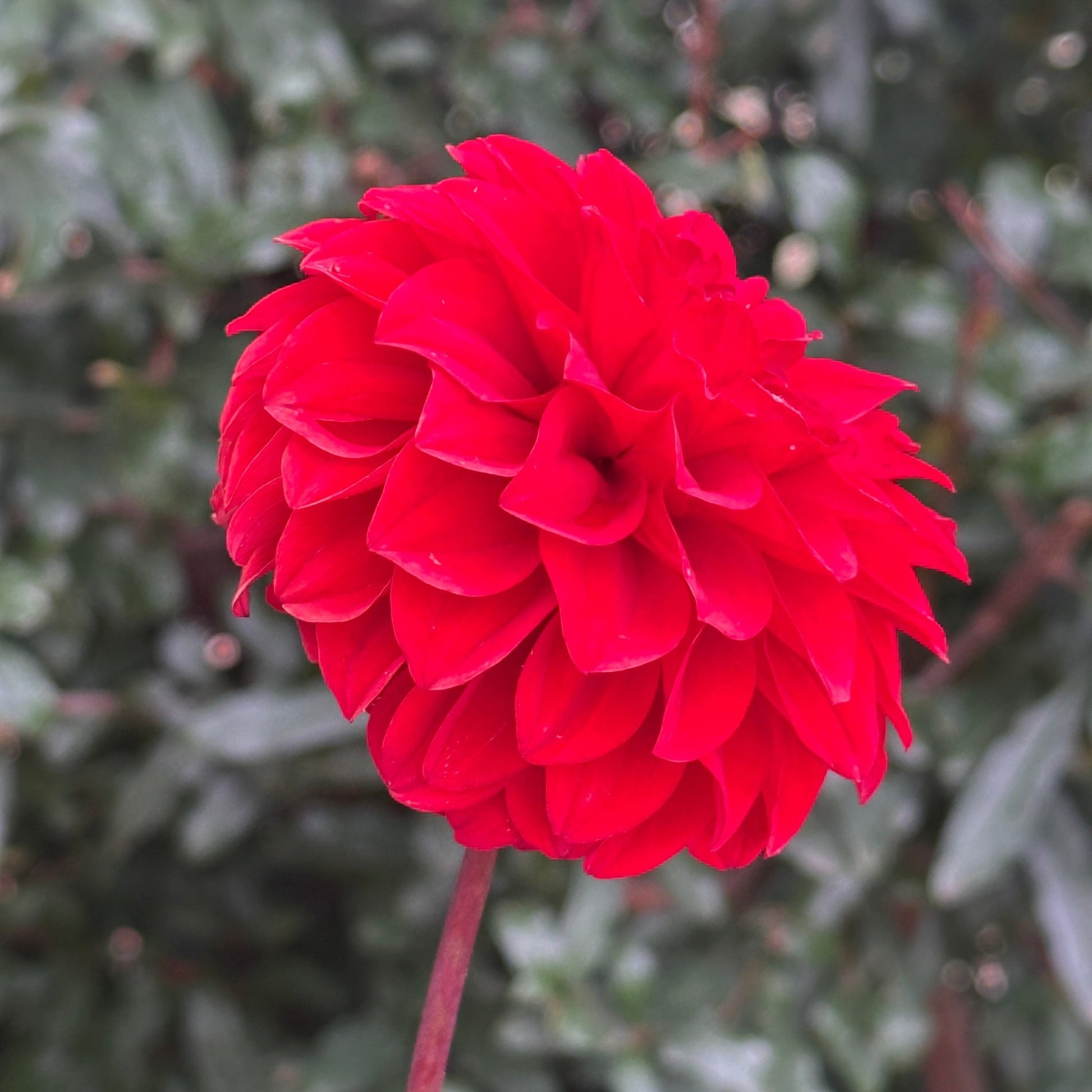 Red Runner Dahlia Tuber - Love Dahlias - south - africa - flower - bulbs