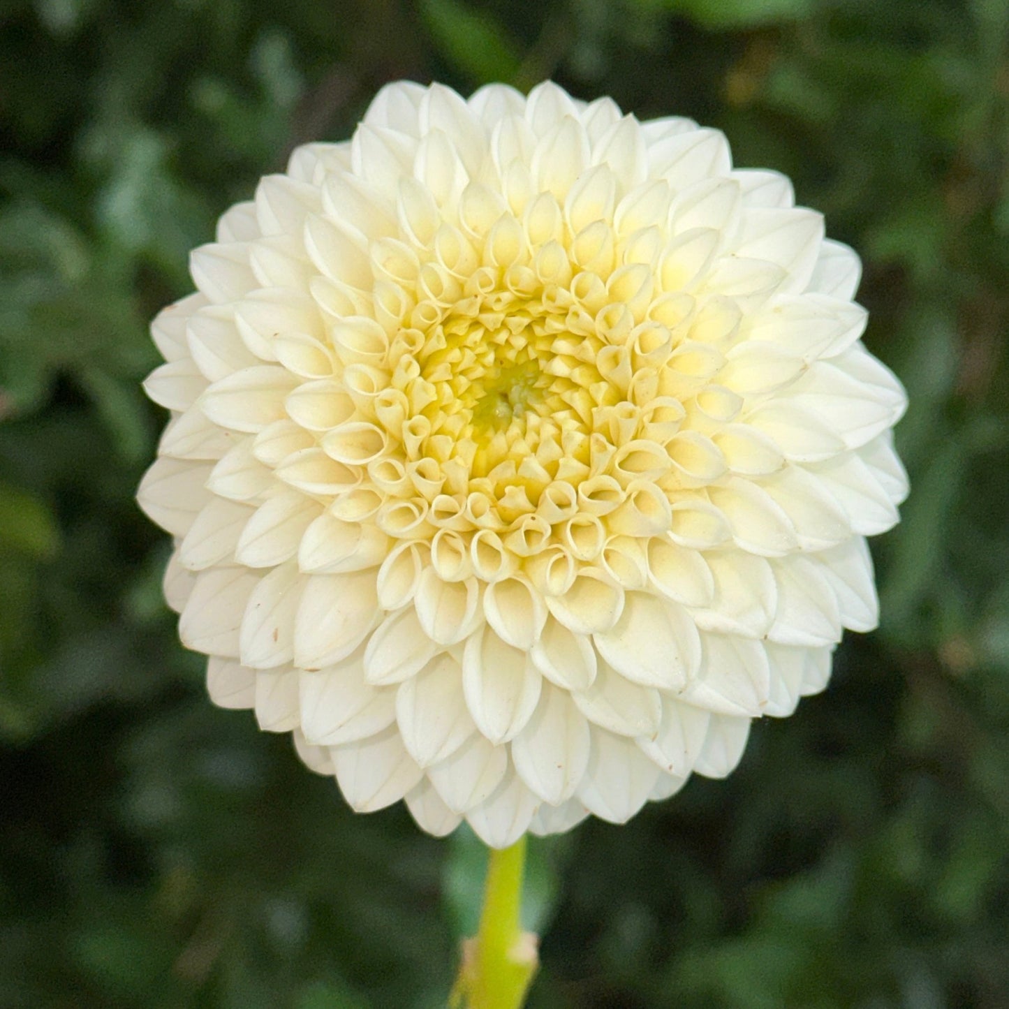 Reycroft Jan Dahlia Tuber - Love Dahlias - south - africa - flower - bulbs