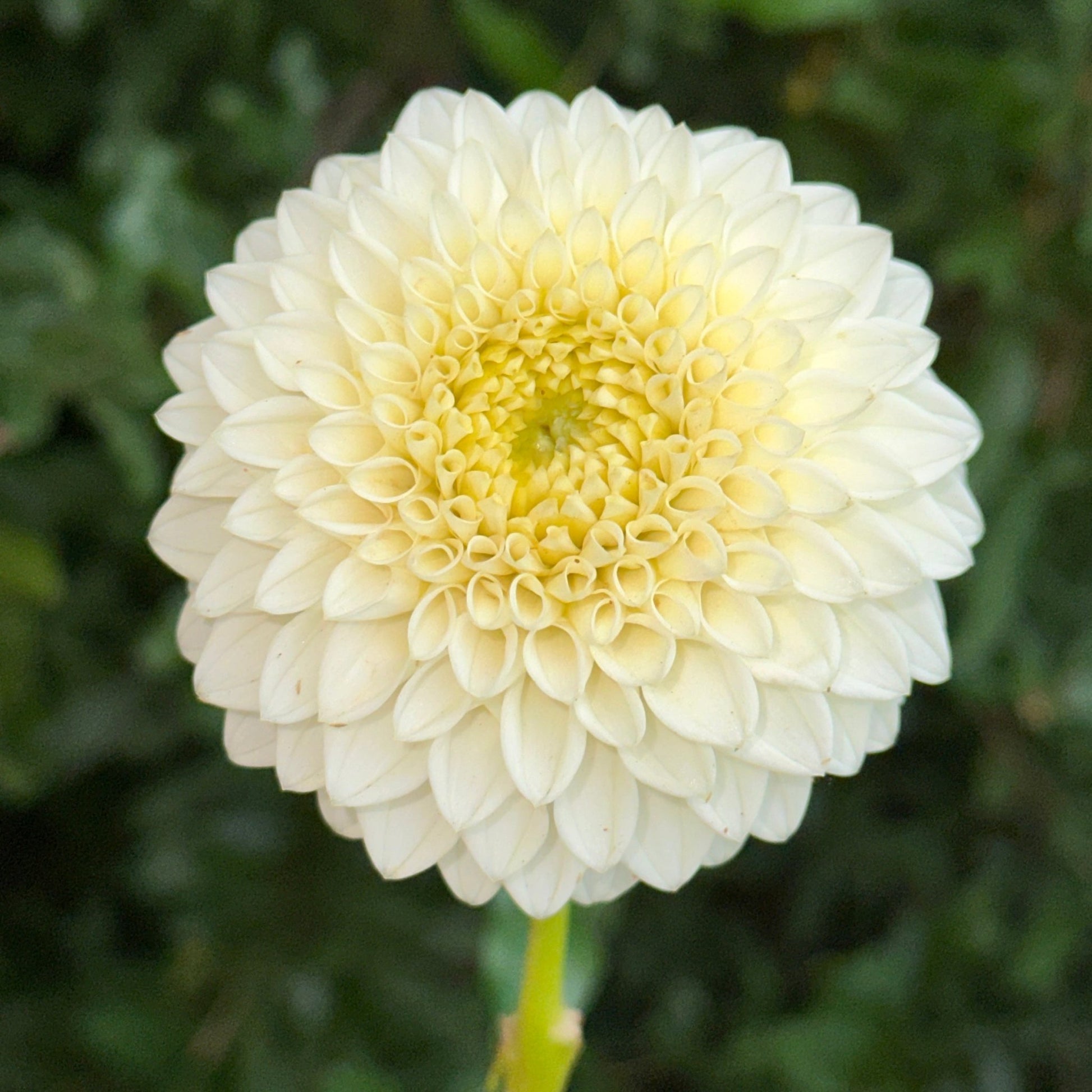 Reycroft Jan Dahlia Tuber - Love Dahlias - south - africa - flower - bulbs