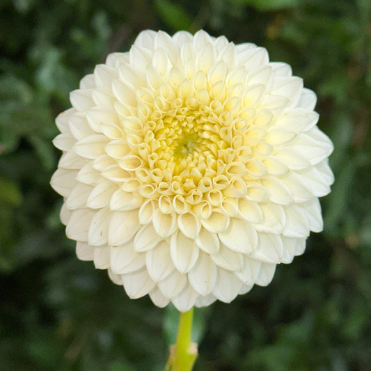 Reycroft Jan Dahlia Tuber - Love Dahlias - south - africa - flower - bulbs