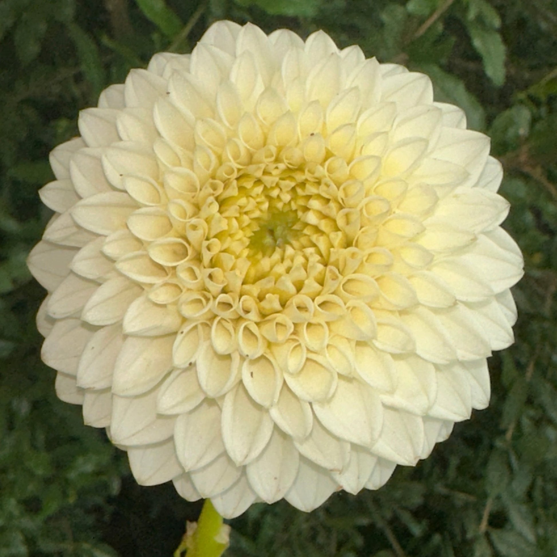 Reycroft Jan Dahlia Tuber - Love Dahlias - south - africa - flower - bulbs