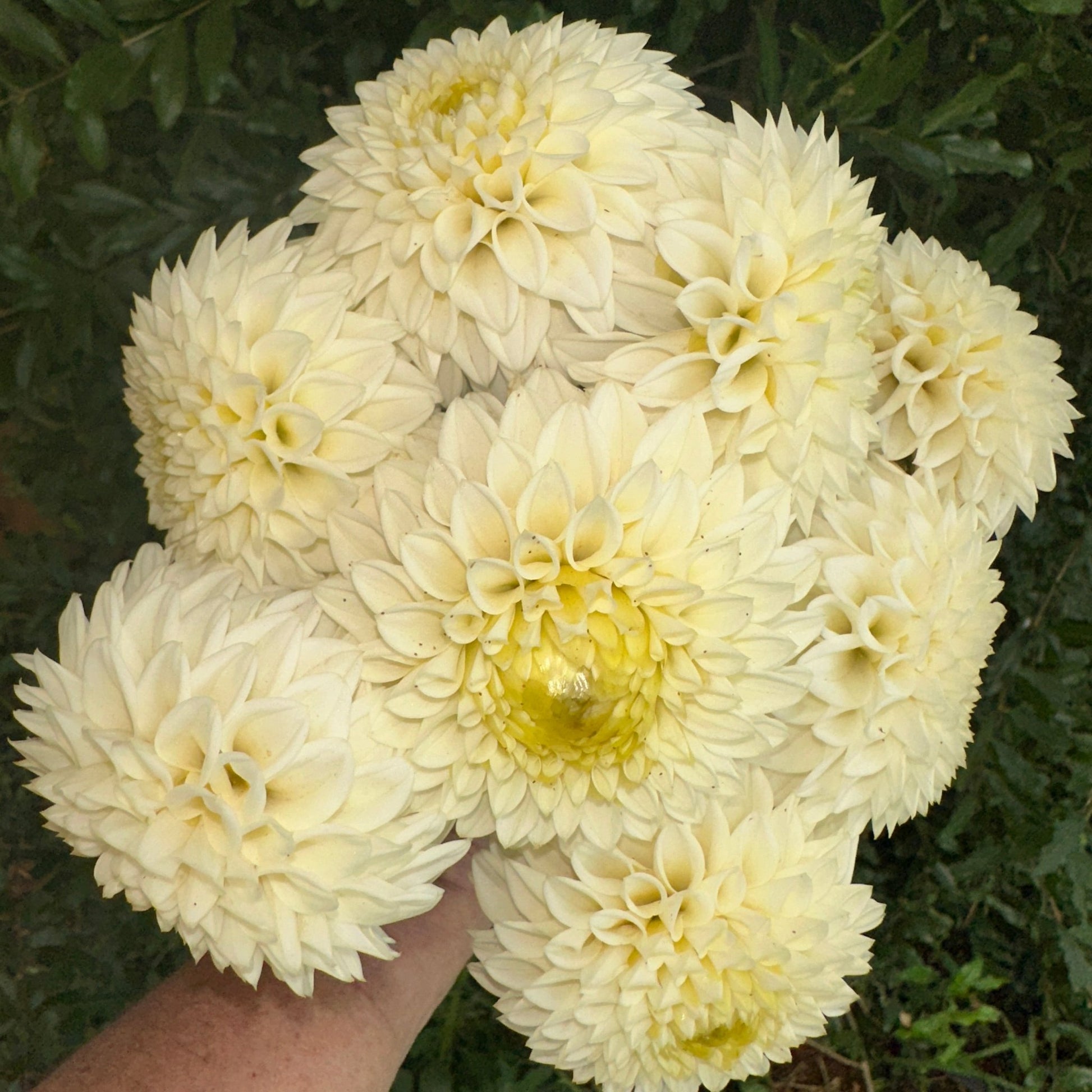 Reycroft Jan Dahlia Tuber - Love Dahlias - south - africa - flower - bulbs