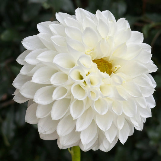 Reycroft Peace Dahlia Tuber - Love Dahlias - south - africa - flower - bulbs